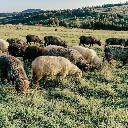 Domki Pod Wulkanem Krosnica  Esterno foto