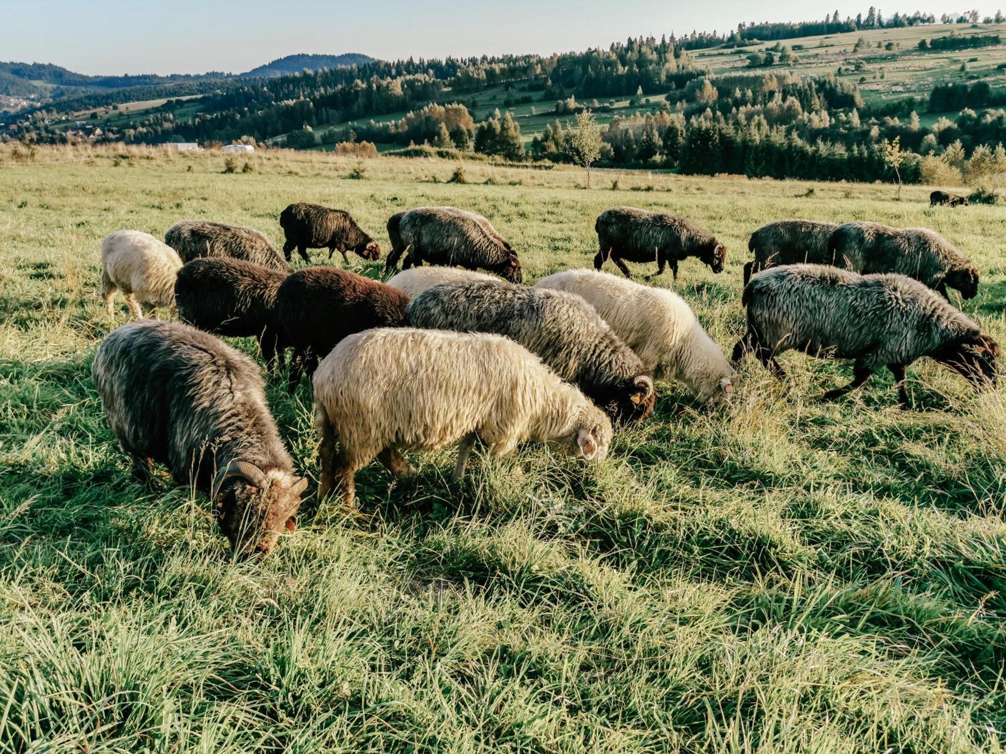 Domki Pod Wulkanem Krosnica  Esterno foto
