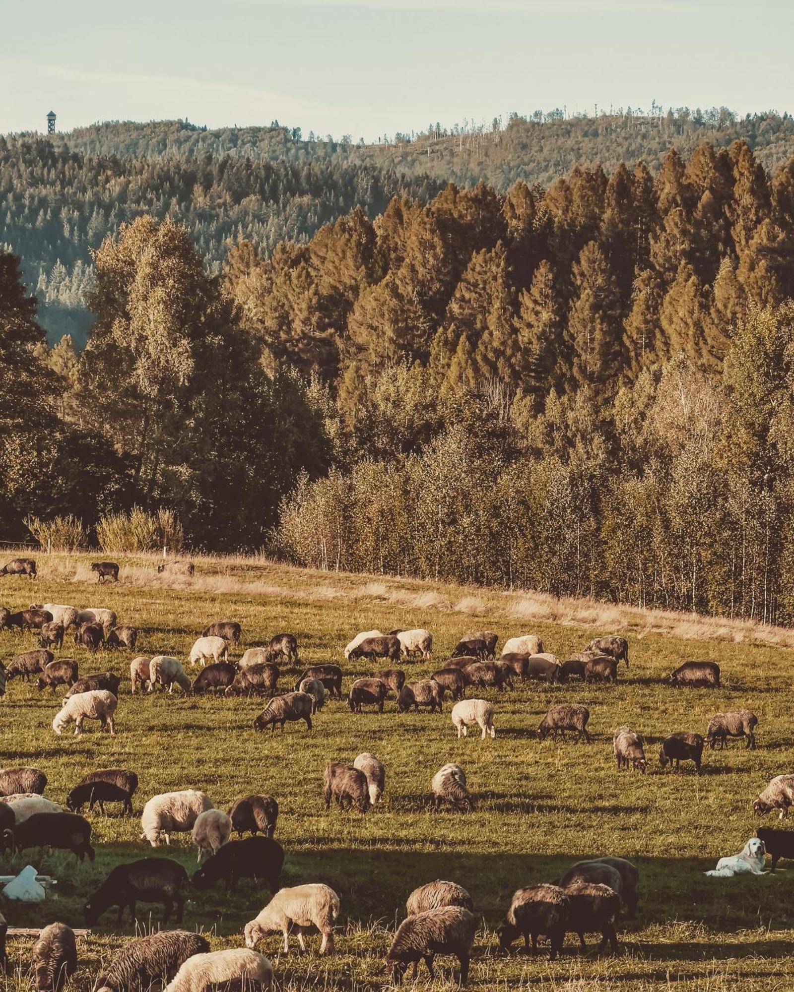 Domki Pod Wulkanem Krosnica  Esterno foto