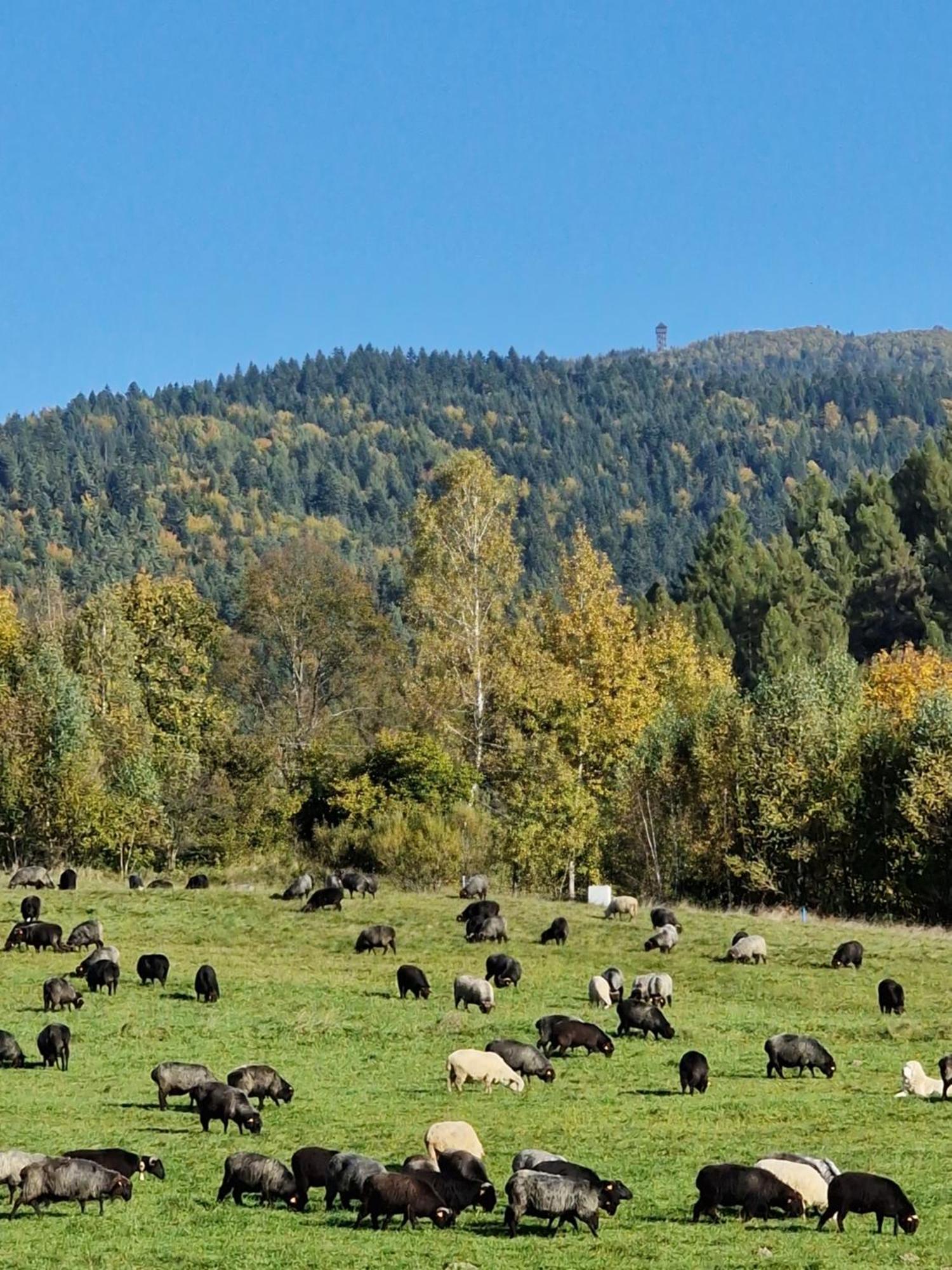 Domki Pod Wulkanem Krosnica  Esterno foto